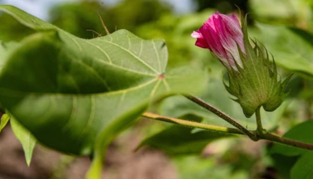 CottonIndustry